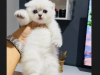 SAFKAN AYI SURAT MAVİ GÖZ KEDİLERİMİZ