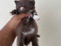 Cinemon bi color british shorthair