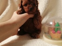 Teacup kore poodle