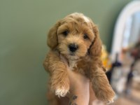 SEVİMLİ MALTİPOO YAVRULARIMIZ