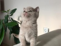 2 aylık british shorthair dişi kızımız