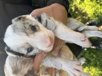 ANNE ALTINDAN RED MERLE BLUE MERLE BORDER COLLİE