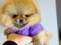TEDDY BEAR POMERANİAN ADANA DA GÖRÜP ALMAK İSTEYENLERE