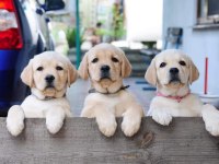 TÜRKİYENİN EN ÖZEL LABRADOR YAVRULARI 