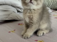 British Shorthair Bebişler Ailesi Arıyor