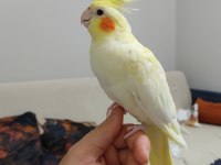Yavru sultan papağanı 4 aylık