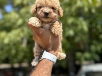 Orjinal Boy Teacup Maltese bebekler