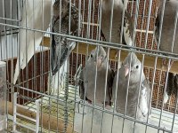 Albino Wifi Lutino Sultan Papağanı Yavrular