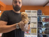 Teacup Maltipoo yavrularımız