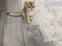 4 aylık british shorthair sahiplendirme