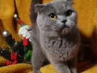 Blue renk scottish fold dişi yetişkin kısır değil
