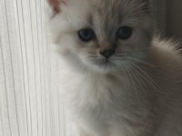 2 aylık blue point dişi bebek british shorthair