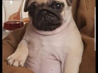 Safkan orjinal pug yavruları