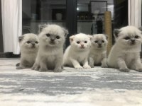 1 aylık yavrular scottish fold