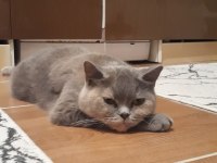 British shorthair güzel kızım Leidi