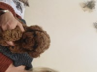 Son kız poodle bebişimiz