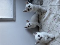 Şampanya rengi ve kırçal british shorthair
