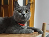 Uysal ve bal gözlü british shorthair