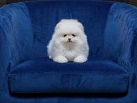 Pomeranian Boo Kar Beyaz Bebeğim