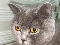 Gönüllü sahiplendirme british shorthair