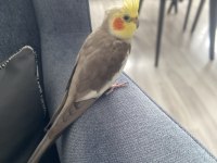 Babacık, cicikuş, aşkım kelimelerini konuşabiliyor
