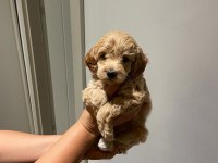 Maltipoo dişi yavrular