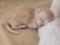 Yavrularımız veteriner bakımlıdır exotic shorthair