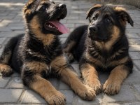 Safkan siyah alman çoban köpeği