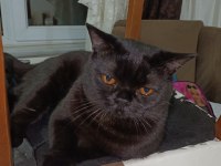 14 aylık Ayı Surat British Shorthair Erkek Oscar