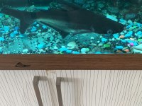 Sağlıklı pengasus köpek balığı