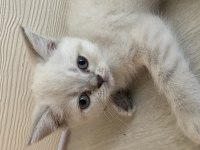 British Blue point