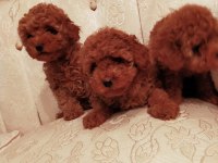 Petmode köpek çiftliğinde ziyarete açık toy poodlr