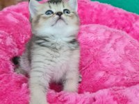 British Shorthair yavrumuz sizleri bekliyor