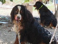 Safkan kaliteli bernese yavrularımız