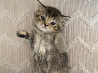 Boncuk british shorthair kardeşler