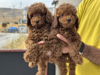 Ruhsatlı çiftlikde ziyarete açık toy poodle yavrular