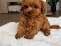 Kore Maltipoo bebeklerimiz