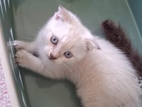 Mavi Gözlü Scottish Fold
