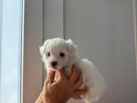 Maltese bebekler