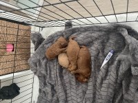 Orjinal Toy Poodle Yavrularımız
