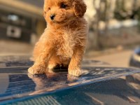 2 Aylık Sevimli Maltipoo Yavrular – Aile Ortamında