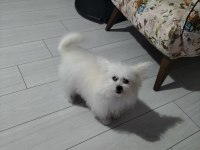 Çok sevimli 6 aylık pomeranian