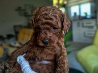 Kore kanı toy poodle bebekler