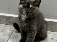 Saf Kan British Shorthair