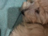 Oğlumuza iyi bir yuva arıyoruz maltipoo