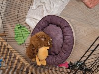 Toy Poodle 2 Aylık Dişi