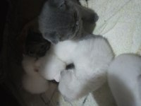 Scottish fold blue point