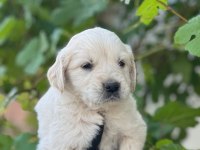 Sevimli Golden Retriever Yavruları
