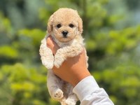 Sevimli erkek maltipoo yavrumuz
