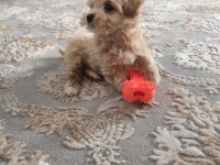 Oyun Delisi Maltipoo